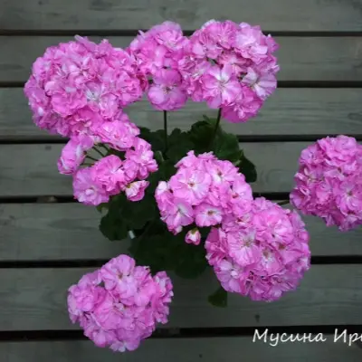 shelk-lilovye-sumerki-5-336427