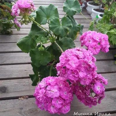 shelk-lilovye-sumerki-6-336427