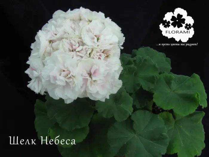 shelk-nebesa-2-334600
