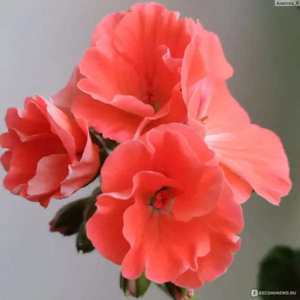 shokoladnitsa-smes-okrasok-1-333426