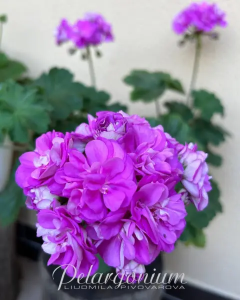 sirenevyy-rassvet-3-335760