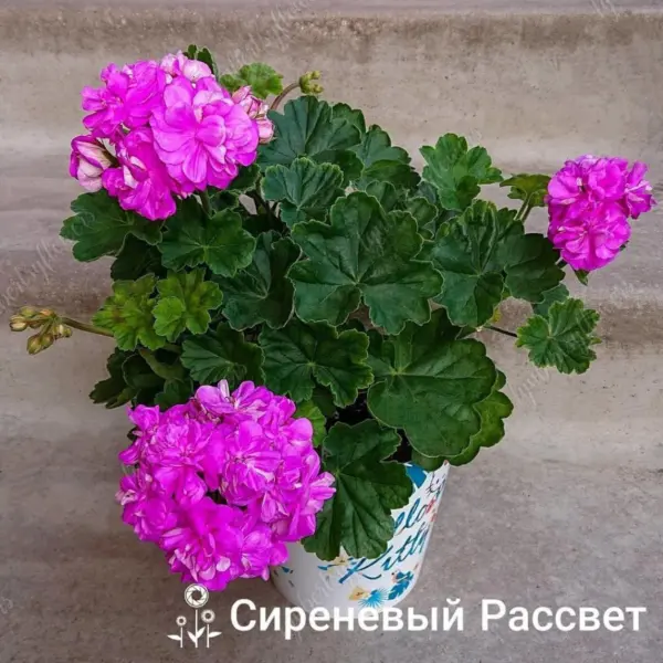 sirenevyy-rassvet-4-335760