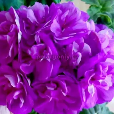 sirenevyy-rassvet-6-335760