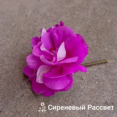 sirenevyy-rassvet-8-335760