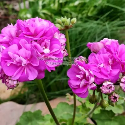 sirenevyy-rassvet-9-335760