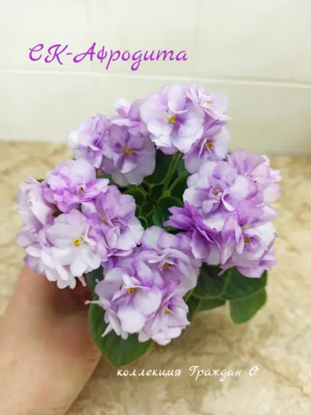sk-afrodita-1-316346