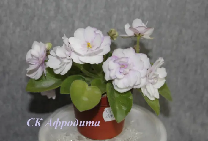 sk-afrodita-2-316346
