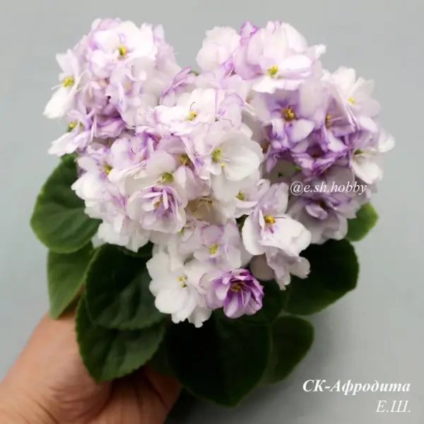 sk-afrodita-4-316346