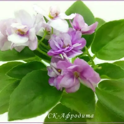 sk-afrodita-8-316346