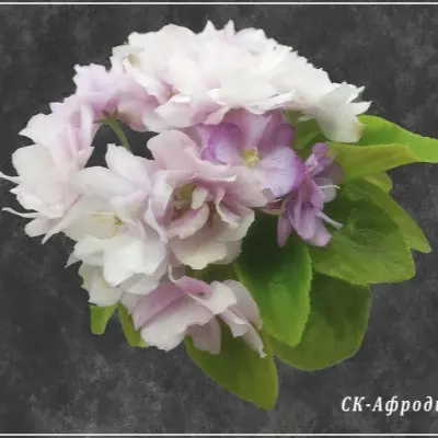 sk-afrodita-9-316346