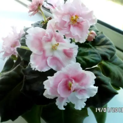 sm-amadeus-pink-4-323034