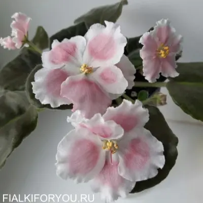 sm-amadeus-pink-6-323034