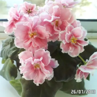sm-amadeus-pink-8-323034