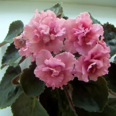 sm-ledi-karamel-5-318067