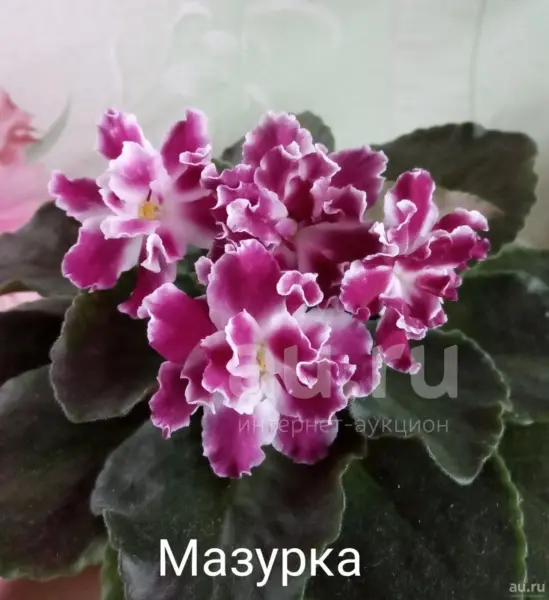 sm-mazurka-5-326966