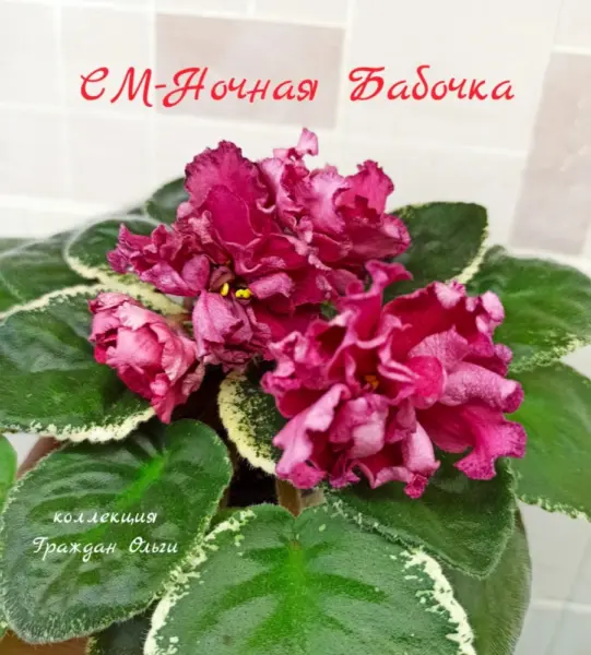 sm-nochnaya-babochka-2-321699