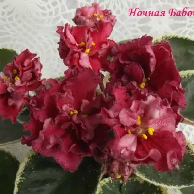 sm-nochnaya-babochka-3-321699