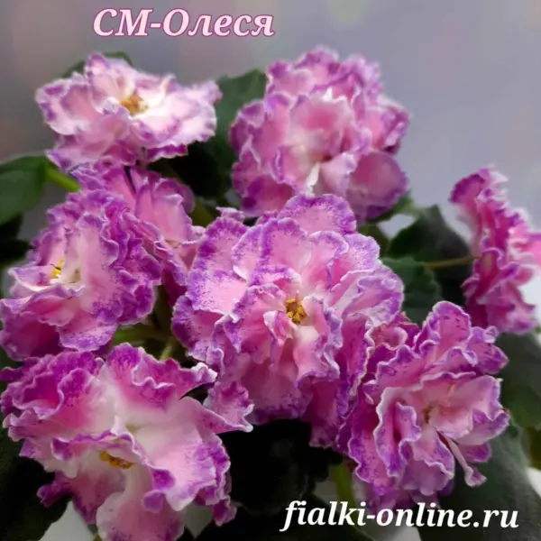 sm-olesya-1-311027