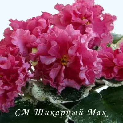 sm-shikarnyy-mak-5-324368