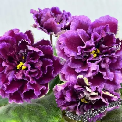 stefaniya-tarasyuk-4-323179