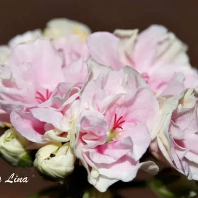 steffens-lina-5-339085