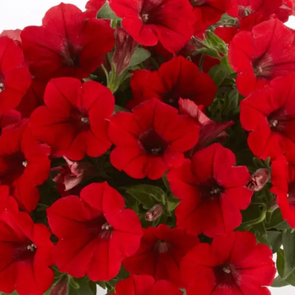 surfiniya-dip-red-2-343591