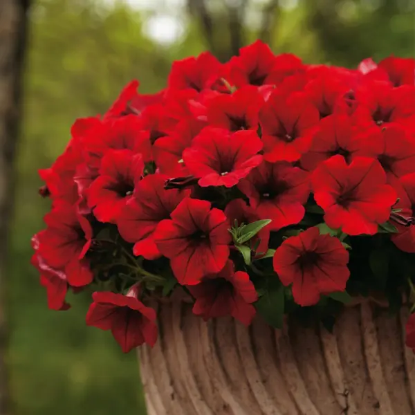 surfiniya-dip-red-3-343591