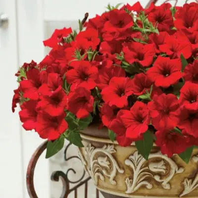 surfiniya-dip-red-6-343591