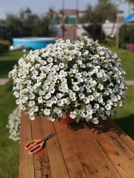 surfiniya-tabl-vayt-4-342653
