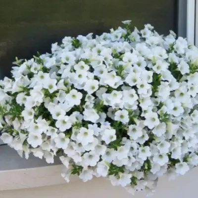 surfiniya-tabl-vayt-5-342653
