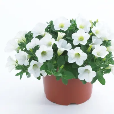 surfiniya-tabl-vayt-6-342653