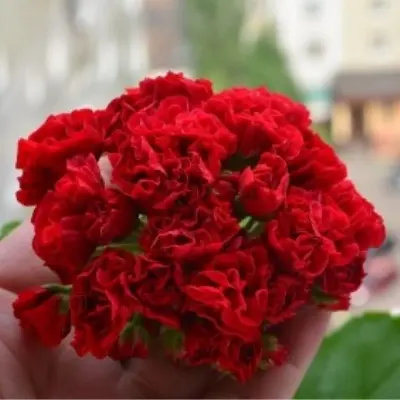 svet-katya-kotskaya-5-339309