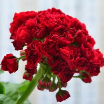 svet-katya-kotskaya-main-339309
