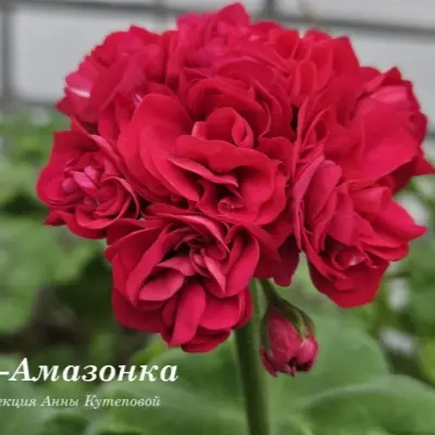 ta-amazonka-5-340219