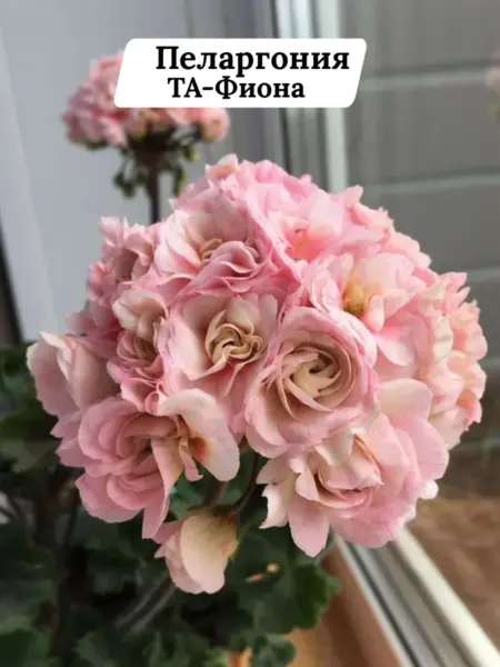 ta-fiona-1-335664