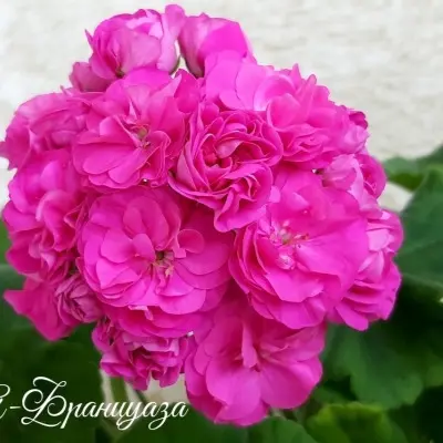 ta-frantsuaza-3-339192