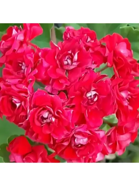 ta-izabella-1-334660