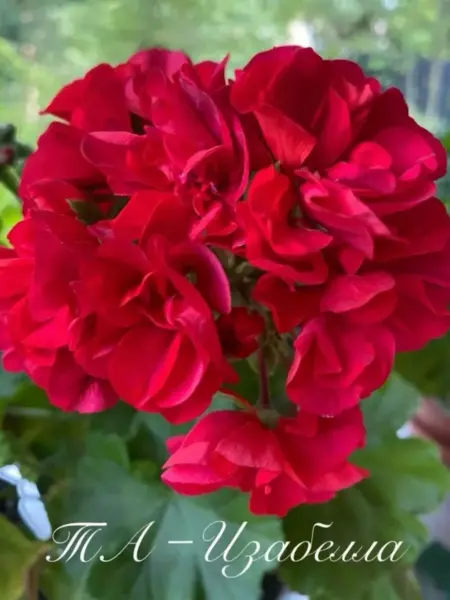 ta-izabella-2-334660