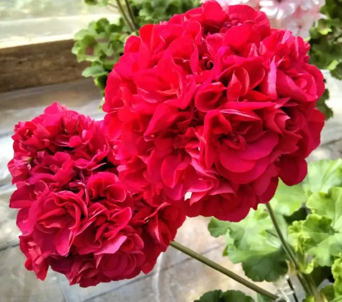 ta-izabella-4-334660