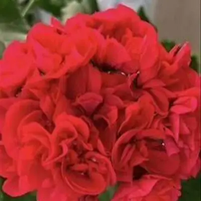 ta-izabella-6-334660