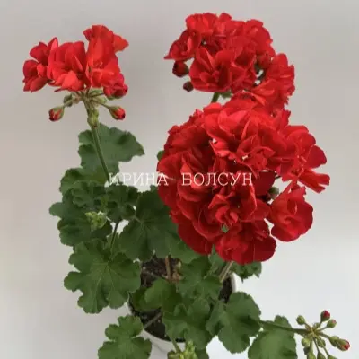 ta-izabella-8-334660
