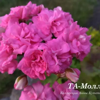 ta-molli-main-340352
