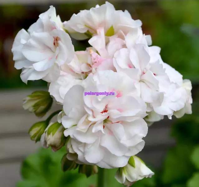 taira-mariya-magdalina-1-341589