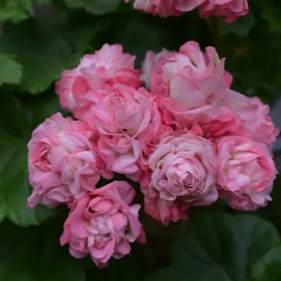 taira-sibirskaya-roza-6-334330
