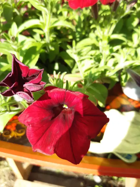 tango-alaya-3-344919