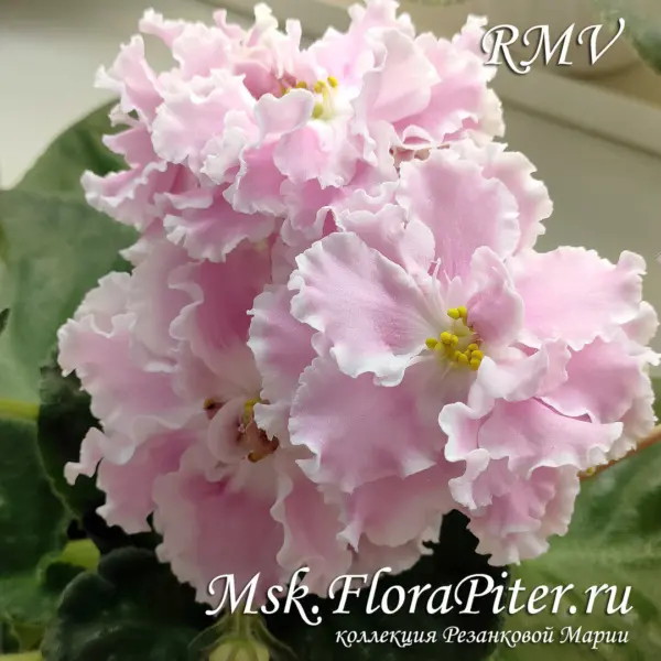 tf-malvina-7-325861