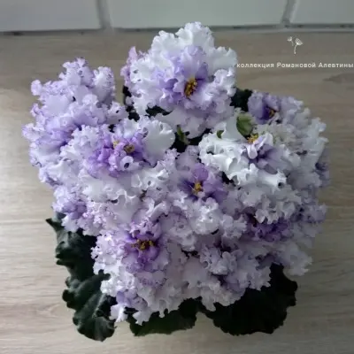 tf-severnoe-siyanie-5-328871