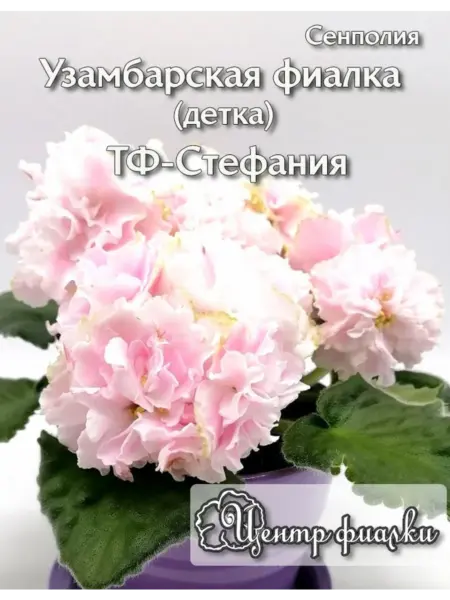 tf-stefaniya-1-318787