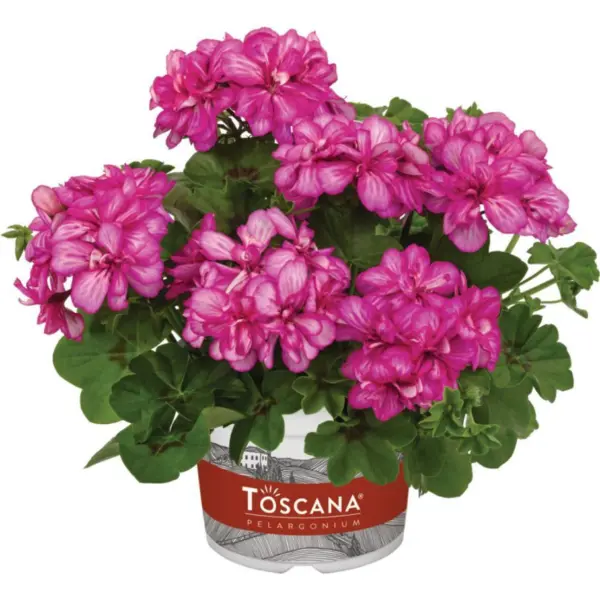 toscana-sunflair-lollipop-candy-1-341639