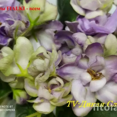 tv-dikaya-sliva-3-318211